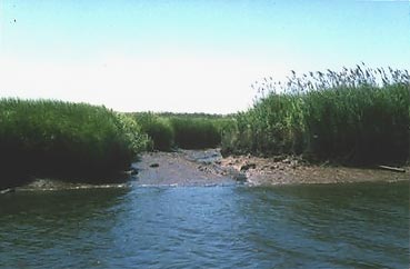 Sawmill Creek—adjacent stands of <i>Phragmites australis</i> (P) and <i>Spartina alterniflora</i> (S)