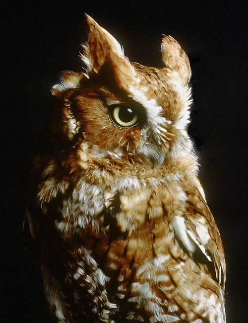 screech-owl_fig1_lg.jpg