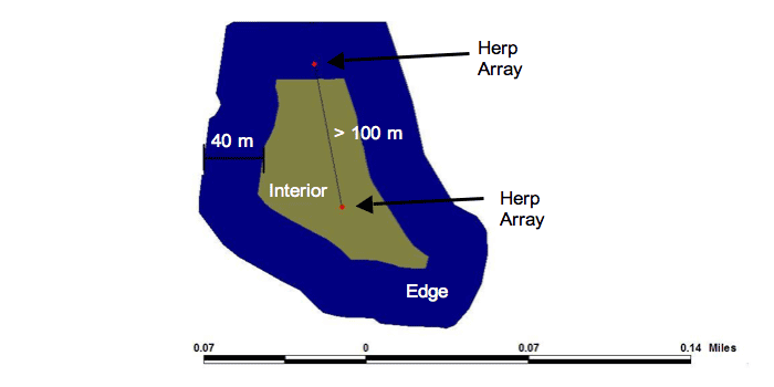 Figure 2. Illustration of edge and interior locations of herpetofaunal sampling arrays within forest remnants in Gainesville, Florida. An edge array was placed within 20 to 40 meters of the boundary of a remnant, and an interior array was situated more than 40 meters from a remnant boundary. Arrays were positioned at least 100 meters apart to maintain independence from each other.