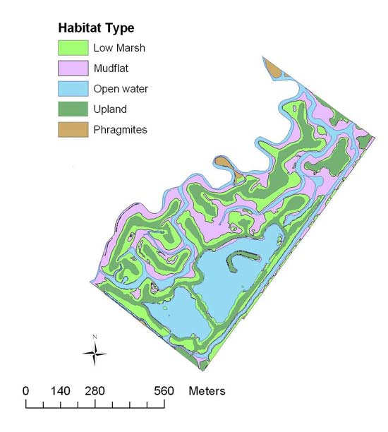 Distribution of four habitat types at Mill Creek Marsh after restoration.