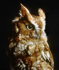 Eastern screech-owl, red-morph