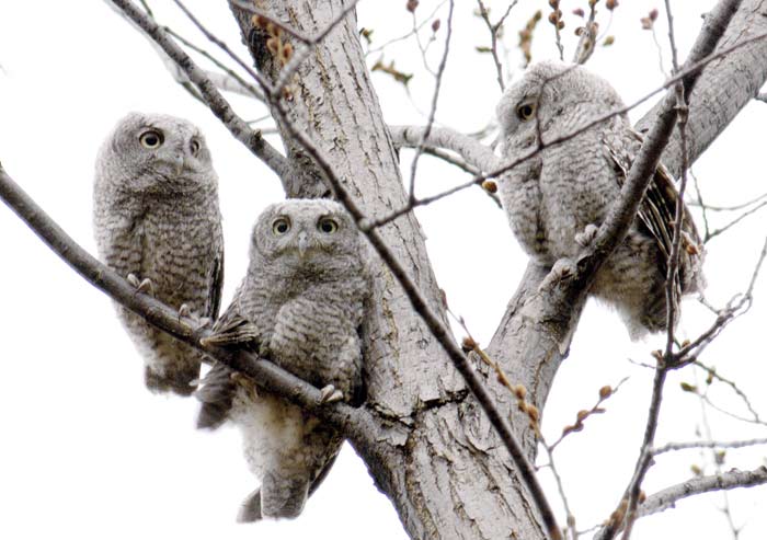 Figure 3. Fledgling eastern screech-owls, Central Park, New York City, 26 March 2005. Photo © 2005 Deborah Allen.