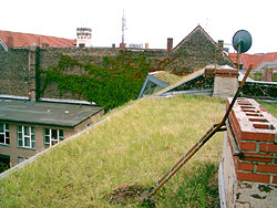 The PLU research site in Berlin-Kreuzberg. In the foreground is flat sub-roof 9, which had the highest plant diversity of all the 10 sub-roofs in this project. The north-pitched sub-roof 10 is visible in the background; it had the lowest plant diversity. 