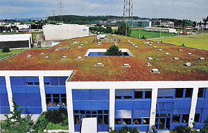 The green roof in Steinhausen, Canton Zoug. (Photo by L. Jensen and A. Kaufmann)