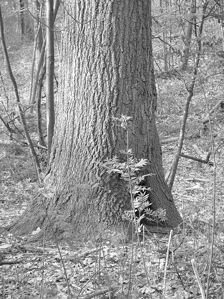 Figure 3. A mature and aging Quercus velutina in the Northern Woods of Forest Park surrounded by a high density and frequency of pioneer species such as the non-native invasive <i>Phellodendron amurense</i> (saplings in the foreground) and <i>Betula lenta</i> (poles to the rear). 