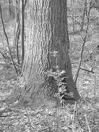 A mature and aging Quercus velutina in the Northern Woods of Forest Park surrounded by a high density and frequency of pioneer species such as the nonnative invasive <i>Phellodendron amurense</i> (saplings in the foreground) and <i>Betula lenta</i> (poles to the rear).