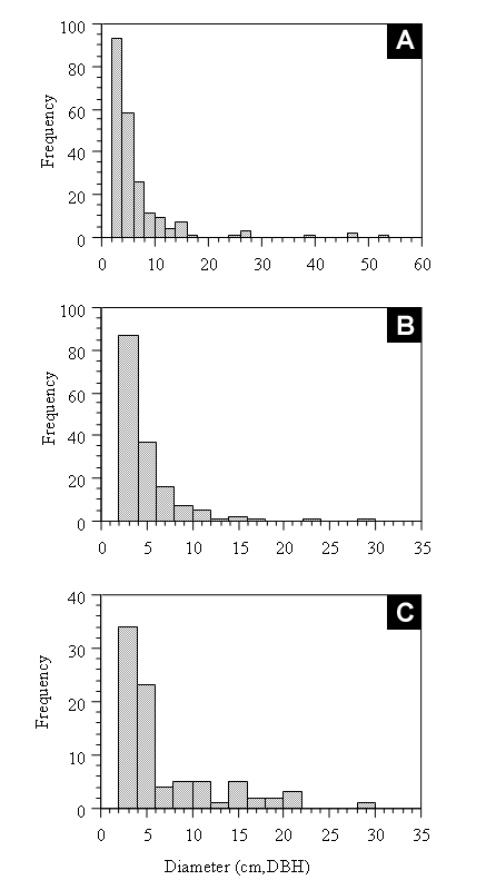 Figure 8.  Frequency distributions of tree diameters (DBH) of the three most abundant gap-phase species in the 0.5-hectare plot in Forest Park: (a) <i>Betula lenta</i> (n=217); (b) <i>Phellodendron amurense</i> (n=158); and (c) <i>Prunus serotina</i> (n=85).