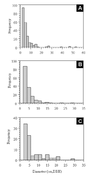 Frequency distributions of tree diameters (DBH) of the three most abundant gap-phase species in the 0.5-hectare plot in Forest Park: (a) <i>Betula lenta</i> (n=217); (b) <i>Phellodendron amurense</i> (n=158); and (c) <i>Prunus serotina</i> (n=85).