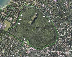Figure 1: Map (aerial photo) of Kings Point Park. Stars show locations where at least one specimen of <i>Geum vernum</i> was found. (Photo source: Google Earth)