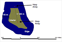 Illustration of edge and interior locations of herpetofaunal sampling arrays within forest remnants in Gainesville, Florida.