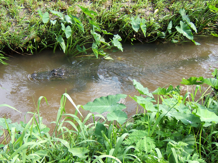 Image 2. American alligator (<i>Alligator mississippiensis</i>) noted swimming up a stream bordering Bartram-Carr Woods.