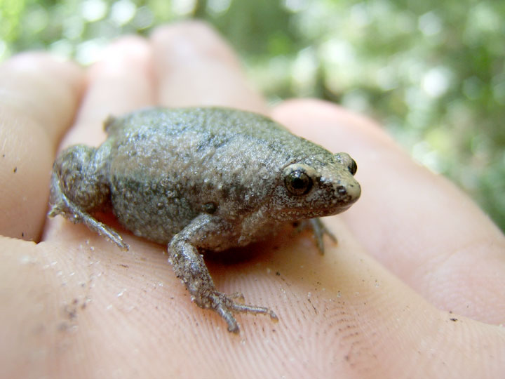 Image 4. Eastern narrowmouth toad (<i>Gastrophryne carolinensis</i>) captured at Bivens Forest.