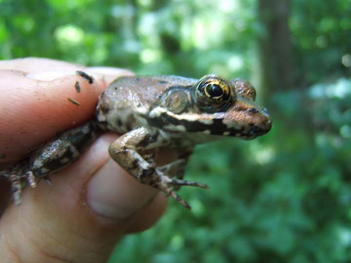 Image 8. Bronze frog (<i>Lithobates clamitans</i>) captured at Bivens Forest.