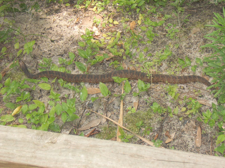 Image 6. Florida banded watersnake (<i>Nerodia fasciata pictiventris</i>) noted at Lake Alice Conservation Area.
