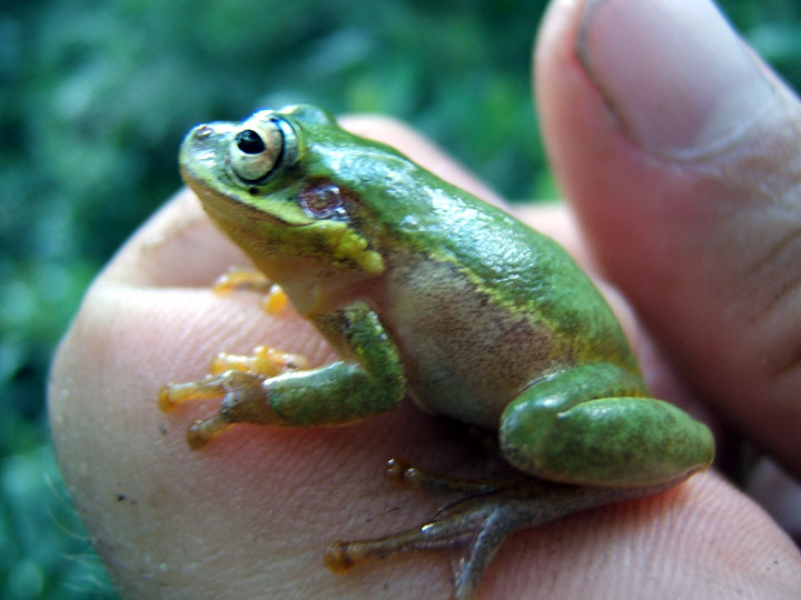 Image 3. Squirrel treefrog (<i>Hyla squirella</i>) found in PVC pipe at Bivens Forest.