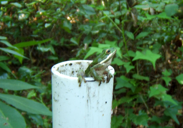 Image 7. Green treefrog (<i>Hyla cinerea</i>) noted in PVC pipe in University of Florida forest remnant; not included in analysis.