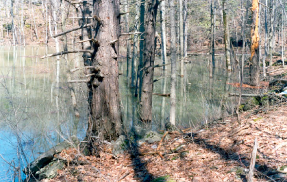 Flooding effects at Dry Lake basin. Photo taken from the non-flooded area (April 8, 2001). The hemlock trees in the foreground and on the right have been killed by high water.