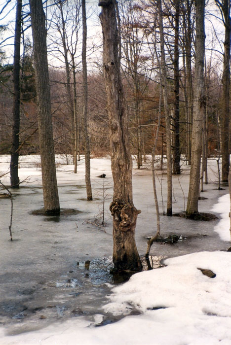 Dry Lake in late winter 1995 at high water, 7.9 meters (26 feet) above the floor of the basin, and with ice cover. Brown needles of a hemlock tree recently killed by the flooding are visible near the center of the photo.
