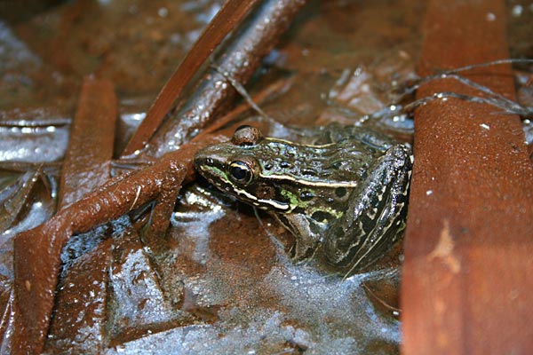 Figure 4. Photo of southern leopard frog (<i>Lithobates sphenocephalus utricularius</i>)
