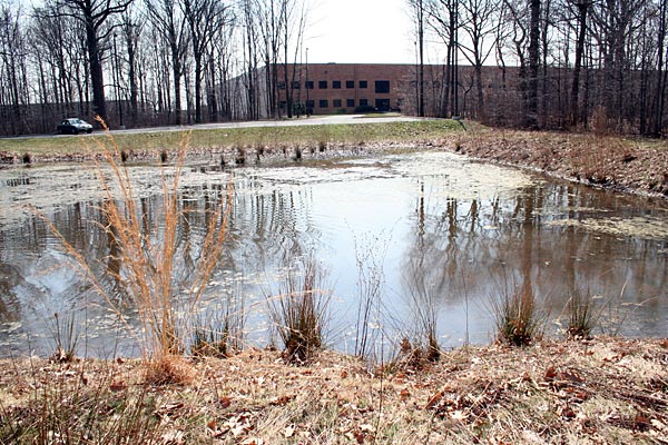 Figure 5. Photo of the stormwater pond location (Southeast Pond) at the Teterboro Airport complex in the Hackensack Meadowlands, New Jersey, in early spring.