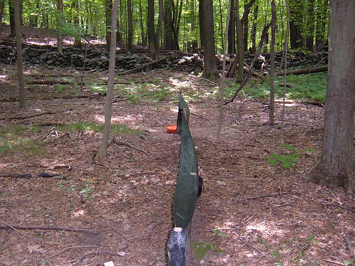 Figure 3: Small trap array for an N (stilt grass-absent) plot, Mianus River Gorge Preserve, NY, Summer 2007.