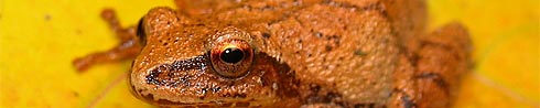 Spring Peeper - Pseudacris crucifer